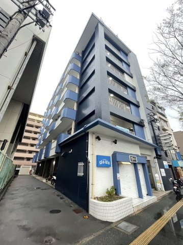 ステラ向野