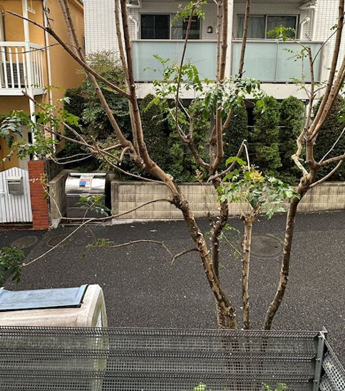 【庭】ZOOM表参道 