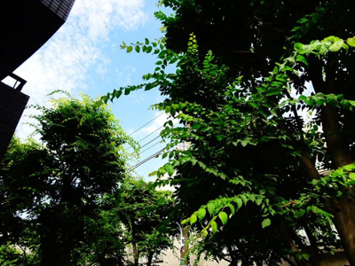 【展望】 | 浜田山公園レジデンス