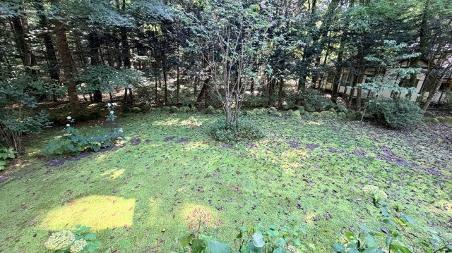 旧軽井沢 三笠通り周辺 ホンカのログハウスの庭