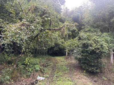 【外観】 | 丹波篠山市東木之部　山林