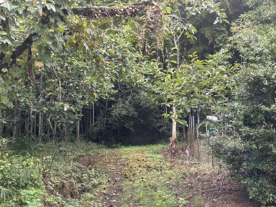 【外観】 | 丹波篠山市東木之部　山林