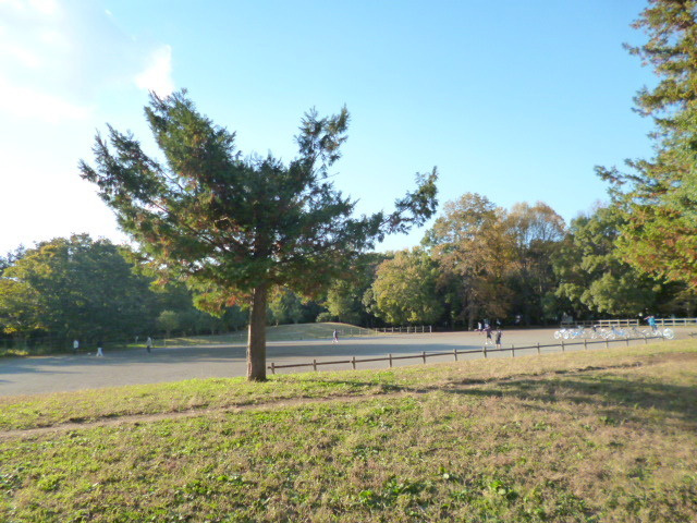 Celsusのその他|光ヶ丘公園