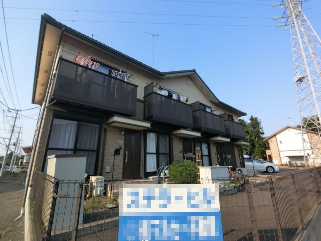 ステラ ヒルの画像