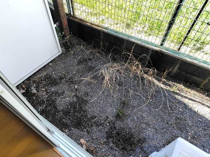 八王子市子安町１丁目のアパートの庭