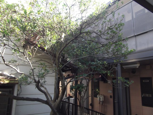Felice元住吉の展望