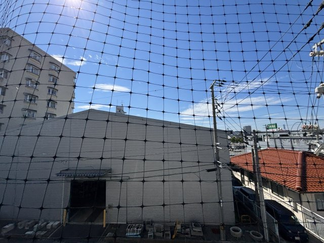 アルビヨン錦の展望