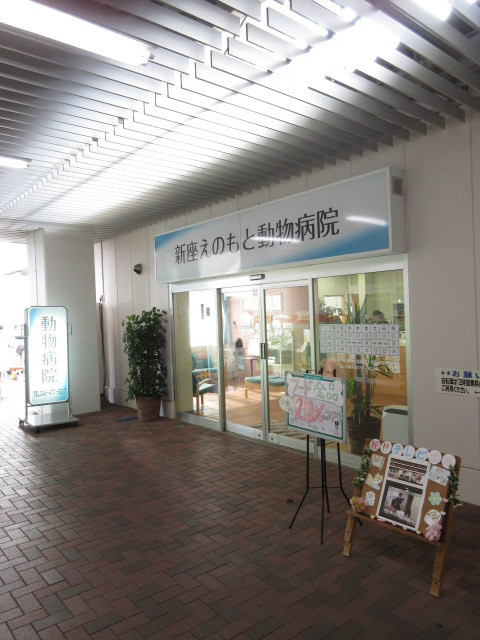 Ｍａｘ　Ｍｏｌｌｙ　Ｃのその他|新座えのもと動物病院