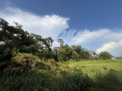  | 三田市下相野　山林