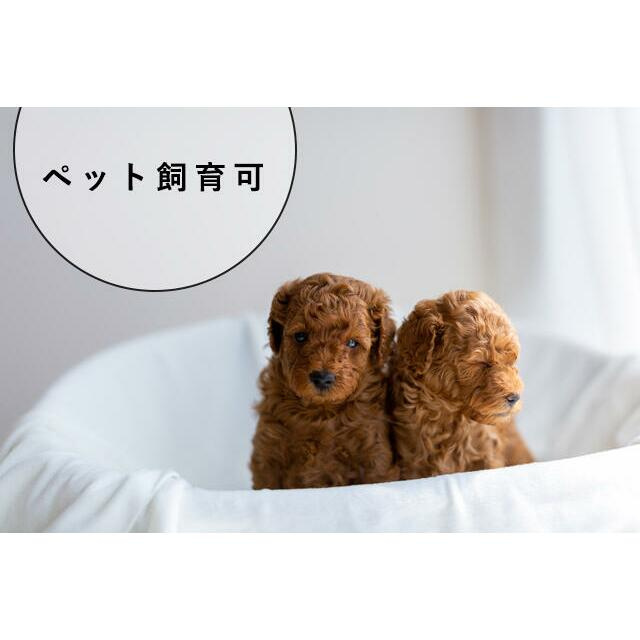 レーベン熊本新町EMBRACEのその他