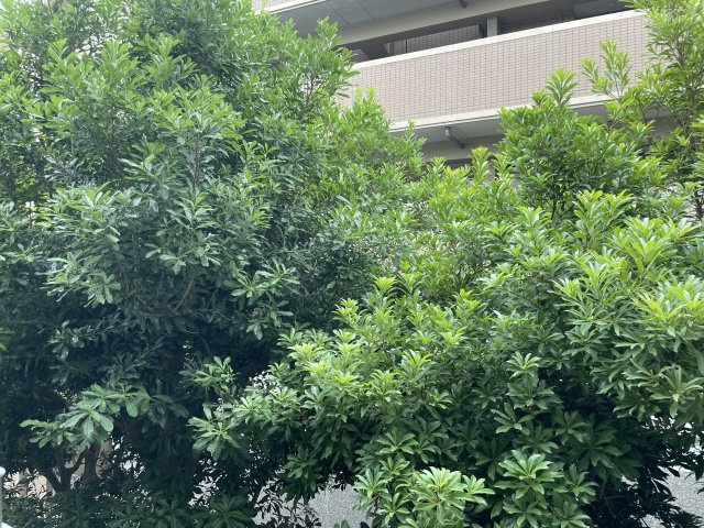 ベルエア調布のその他|別部屋参考写真