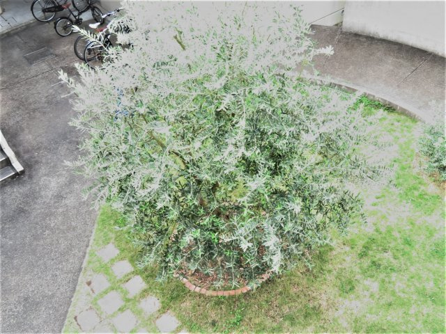 【庭】 | メゾンオレンジ2 | お庭で自由な時間を過ごせます
