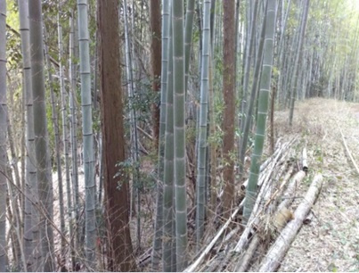 三重県津市白山町南出売土地600万円の周辺