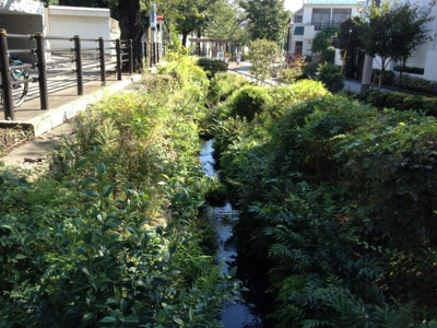 【周辺】 | セレッソ代田(下北沢賃貸一戸建て) | 代田川緑道