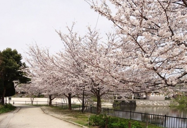 インパルス野間大池の周辺|インパルス野間大池（2LDK）　野間大池公園