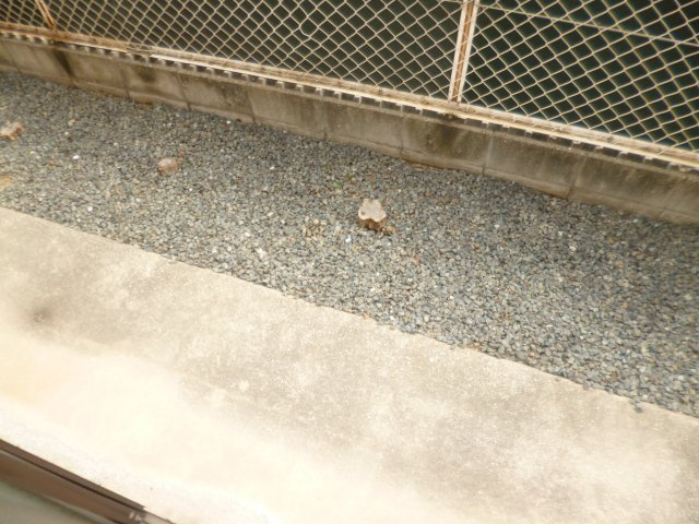 マンションみふねＮｏ１１の庭