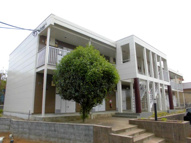 サイプレスの画像