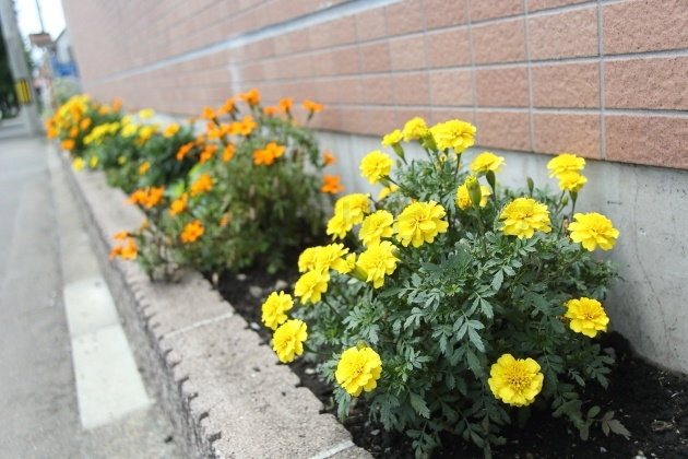 ＲＫ ＧＩＮＧＡの庭