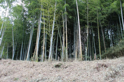 【周辺】 | 大津市衣川2丁目5-19　売土地 | 取引対象地の奥