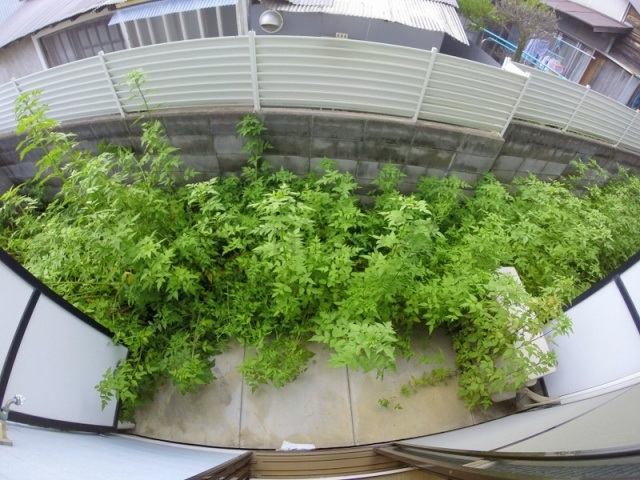 【バルコニー】 | Maison北伊丹