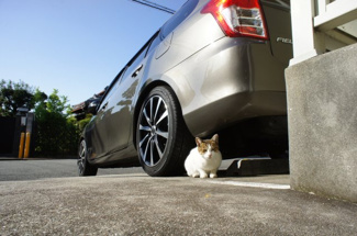 【駐車場】 | 駐車場にカワイイ猫ちゃんがいました。