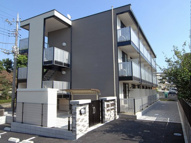 カナスギの画像