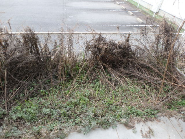 サイドポケットの庭