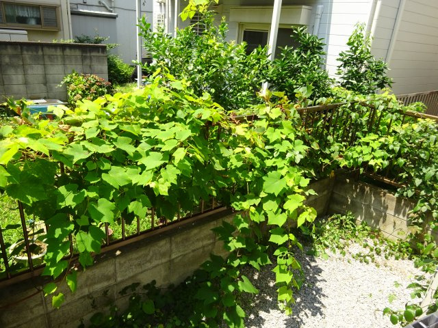 サークルハウス京成小岩の庭