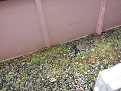 【バルコニー】 | コーポナトリ