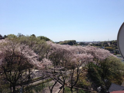 【展望】 | 美しが丘コーポ | 春には部屋から桜を望むことが出来ます♪