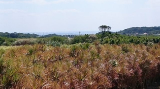 【展望】 | 緑の隙間から見える海(^^♪