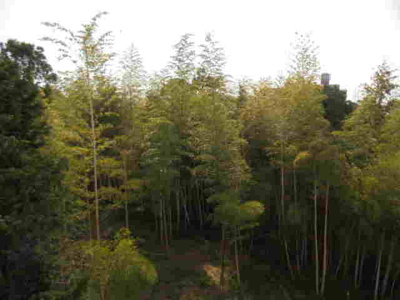 【展望】 | クローバー・メゾン千里山 | 緑が豊かです★