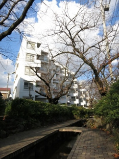 【周辺】 | お散歩・ウォーキング等に最適な桜並木歩道です！