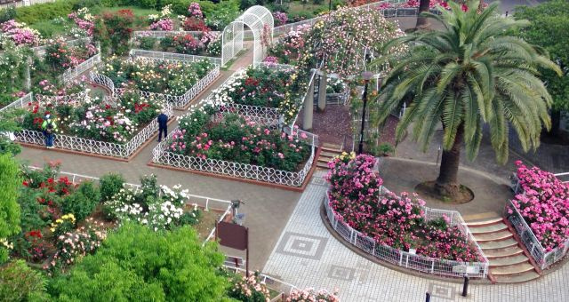 第２竹雪コーポの周辺|足立区立青和バラ公園