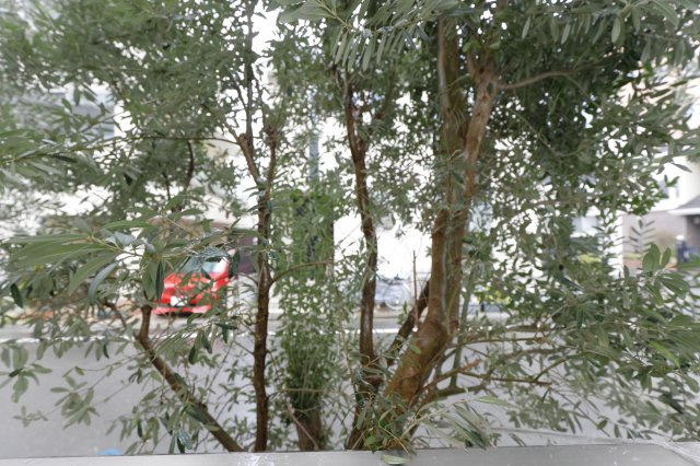 シルフィードの展望