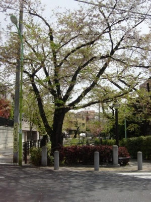 【周辺】 | 渡辺邸賃貸住宅(下北沢賃貸一戸建て) | 桜がきれいな代田川緑道