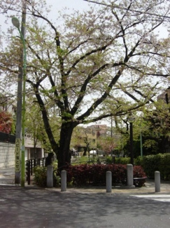 【周辺】 | 桜がきれいな代田川緑道
