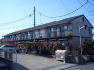 コニファーの画像