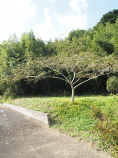 【外観】 | 山武市木原　売地