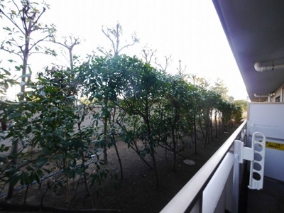 【展望】 | シグナス湘南