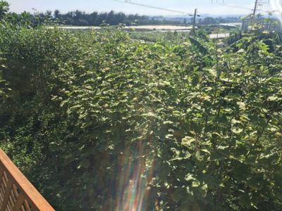 【外観】 | 南城市　水平線の見えるのどかな土地