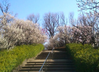 【周辺】 | 羽根木公園