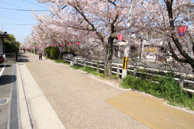 【展望】 | リバーサイド東久宝寺八番館 | 全面道路は桜並木です