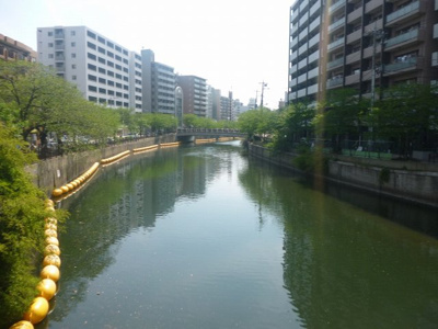 【周辺】 | クリオ黄金町参番館 | 物件目の前の大岡川！春には桜を眺望可能♪