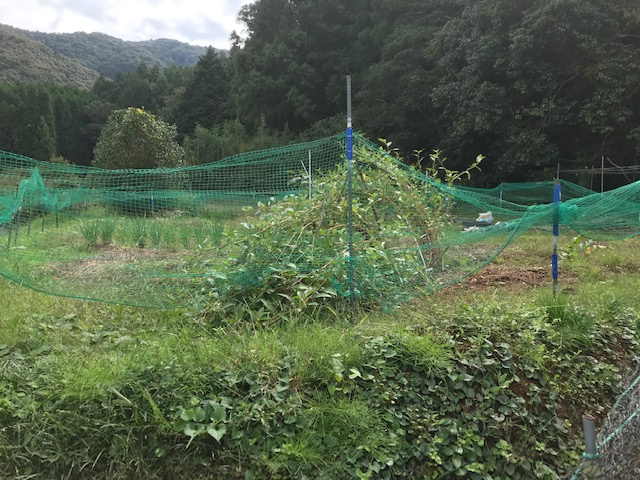 海南市次ヶ谷・土地・56282の外観