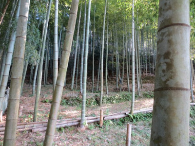【外観】 | 山科区小山大石山　農地（竹林）