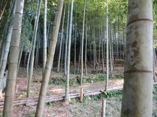 【外観】 | 山科区小山大石山　農地（竹林）