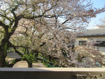 【展望】 | 桜の木ヨシノ