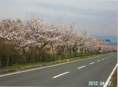 【周辺】 | 高島市新旭町針江2-212　中古戸建 | 売主2012年撮影、車で5分位のところにある湖岸道路のサクラ風景
