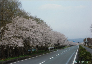 【周辺】 | 売主2011年撮影、車で5分位のところにある湖岸道路のサクラ風景